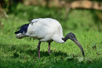 Ein Heiliger Ibis (Threskiornis aethiopicus), African sacred ibis