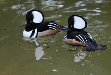 Zwei männliche Kappensäger (Lophodytes cucullatus), Hooded merganser
