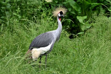 Fototapeta premium Ein Südafrika-Kronenkranich (Balearica regulorum), Grey crowned crane