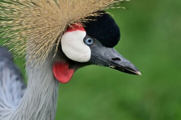 Porträt eines Südafrika-Kronenkranichs (Balearica regulorum), Grey crowned crane