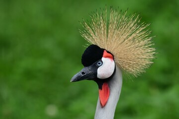Porträt eines Südafrika-Kronenkranichs (Balearica regulorum), Grey crowned crane