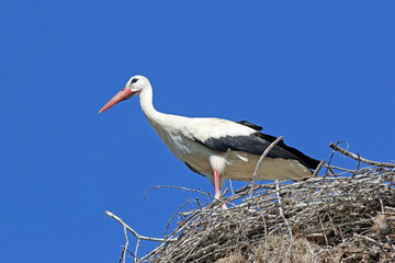 storks in their nest	