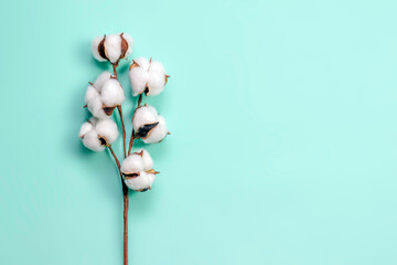 Cotton flowers on a turquoise background.Free space for design