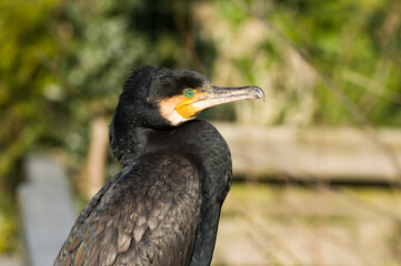 Closeup of a black and yellow cormorant in the Netherlands