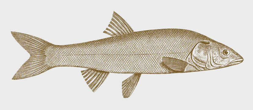 brown fish drawing, side view, detailed clip art preview