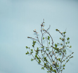 Blossoms, leaves and branches. Spring time in bloom on minimal blue background.