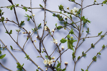 Welcome spring. Cherry blossoms blooming in March on minimal lilac background.