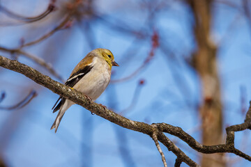 American Goldfinch (Spinus tristis) perched high on a tree limb during early spring. 
