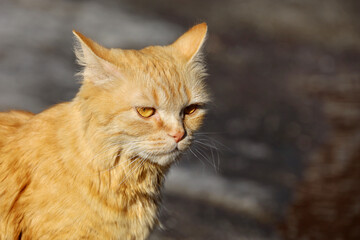 Portrait of red cat standing on a street. Spring sunny weather