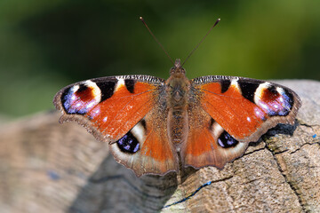 European peacock butterfly (Aglais io) perches with its wings spread, in a UK garden.