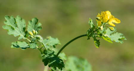 Chelidonium majus - Greater celandine - Grande chélidoine - Grande éclaire - herbe aux verrues