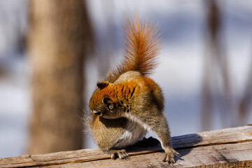 American Red Squirrel (Tamiasciurus hudsonicus) grooming himself in the sun during late winter. Selective focus, background blur and foreground blur
