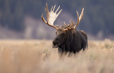 Moose in Grand Teton National Park 