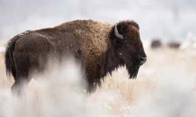 Keuken foto achterwand Bizon Bison in Grand Teton National Park 
