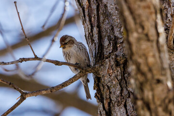 Female or immature Common redpoll (Acanthis flammea) perched on a tree limb during late winter. Selective focus, background blur and foreground blur.
