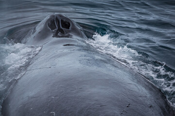 Das Blasloch eines Buckelwals beim Auftauchen in der Antarkits