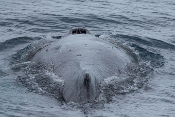 Der breite Rücken, die Rückenflosse und das Blasloch eines Buckelwals, welcher in die tiefen des Meeres taucht