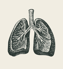 Hand-drawn human lungs. Detailed pencil drawing on an old paper. Anatomically correct vector illustration of an internal organ in the style of engraving. Suitable for poster, tattoo, T-shirt design