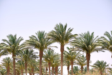 Obraz na płótnie Canvas Beautiful green coconut palm trees on tropical beach against blue sky. Summer vacation concept