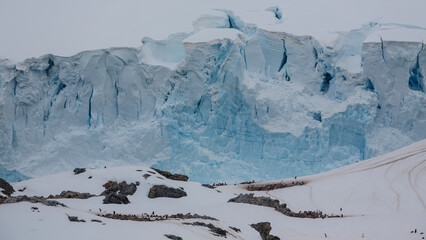 Atemberaubend und wild, eine Kolonie von Pinguinen errichtet auf einem Felsplateau Nester für die Brut, im Hintergrund türmen sich riesige blaue Gletscherwände auf - obrazy, fototapety, plakaty