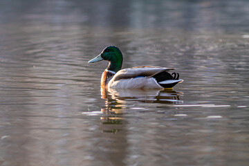 kaczka krzyżówka (Anas platyrhynchos) w okresie godowym pływa na wodzie © Henryk Niestrój