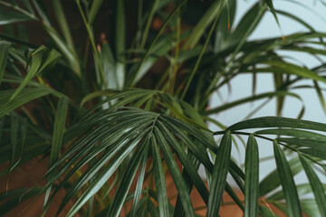 House plant in dark green stands in an apartment