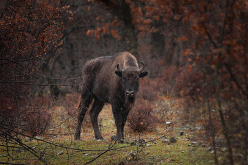 European bison during winter time in Bulgaria. Rare bison in Rhodope Mountains. European wildlife.