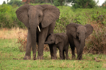 Obraz na płótnie Canvas Family of african elephants on the meadow. Small calf with elephant family. African safari during summer. 