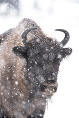 European bison during winter time in Bulgaria. Rare bison in Rhodope Mountains. European wildlife.