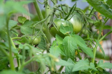 green tomatoes are not ripe hang on a branch in the greenhouse, ecological product