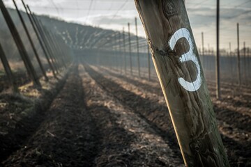 Hop field with high construction