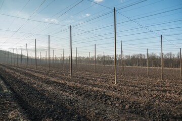 Hop field with high construction