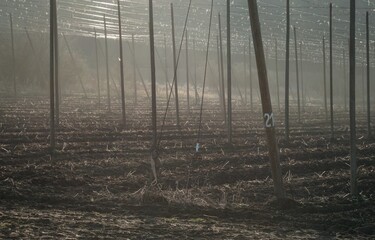 Hop field with high construction