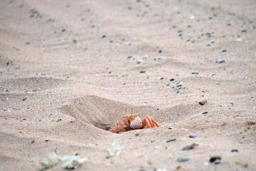 Close up of wild crab hiding in sand hole on sea beach