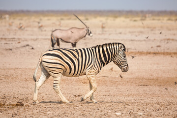 Fototapeta na wymiar Zebra in Etosha National Park, Namibia. In the background oryx.