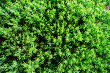 green moss background