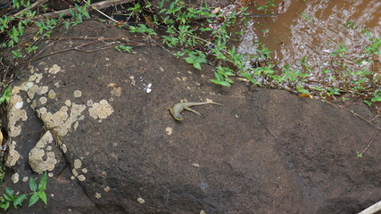 lizard in the iguazu waterfall park