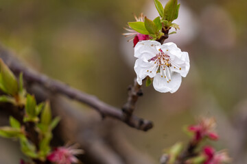 tree blossom