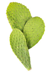 Raw Cactus Paddles on a White Background