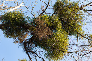 Viscum album - European mistletoe - Gui