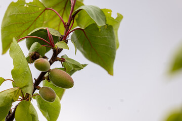 small green apricots after flowering