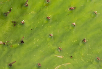 Closeup Background of a Raw Cactus Paddle