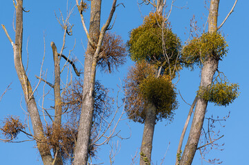Viscum album - European mistletoe - Gui