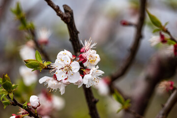 blossom in spring