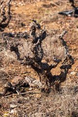 a vine stump in winter