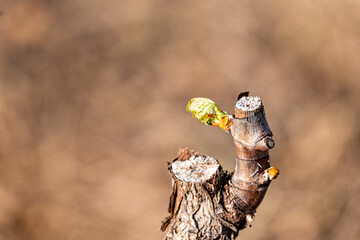 bud on a vine shoot