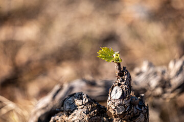 vine bud in spring