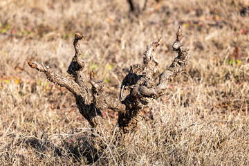 warthog in the savannah