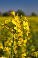 Rapsblüte