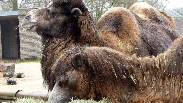 Zwei braune wollige Kamele aus dem Krefelder Zoo essen gen&uuml;sslich Heu zum Mittagessen. Trampeltier Portrait Nahaufnahme von Gesicht und Mimik mit Genuss und Chill in der Miene.